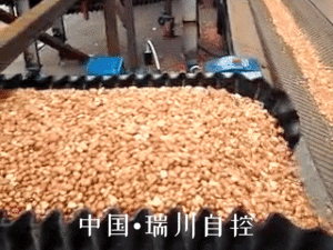 果實